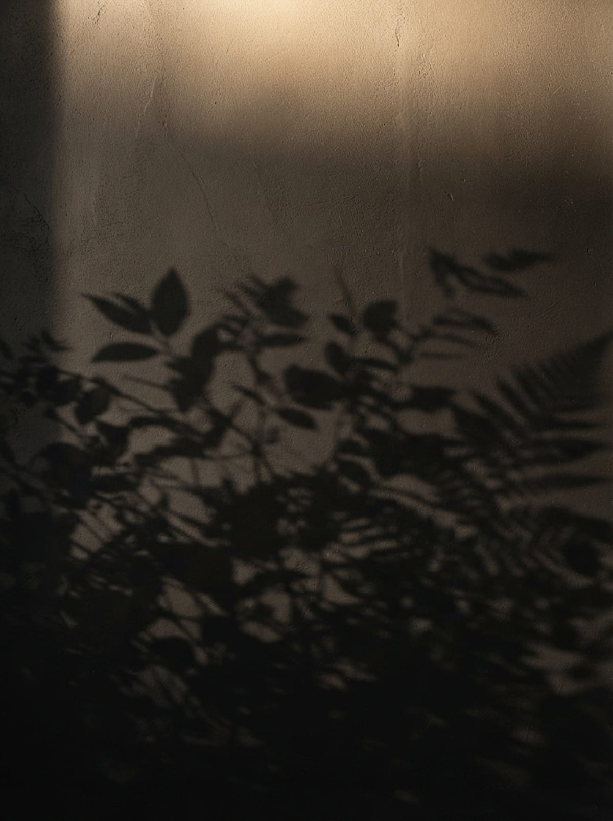 Soft shadows of botanical leaves across a warm, dark plaster wall