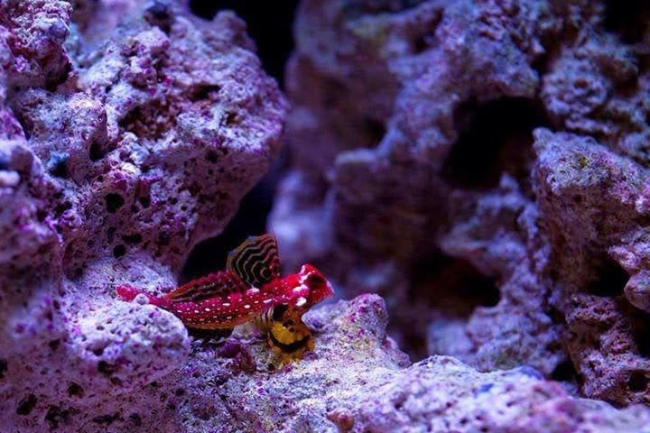 Fish Freaks